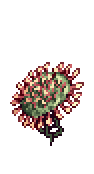 Drosera atacando